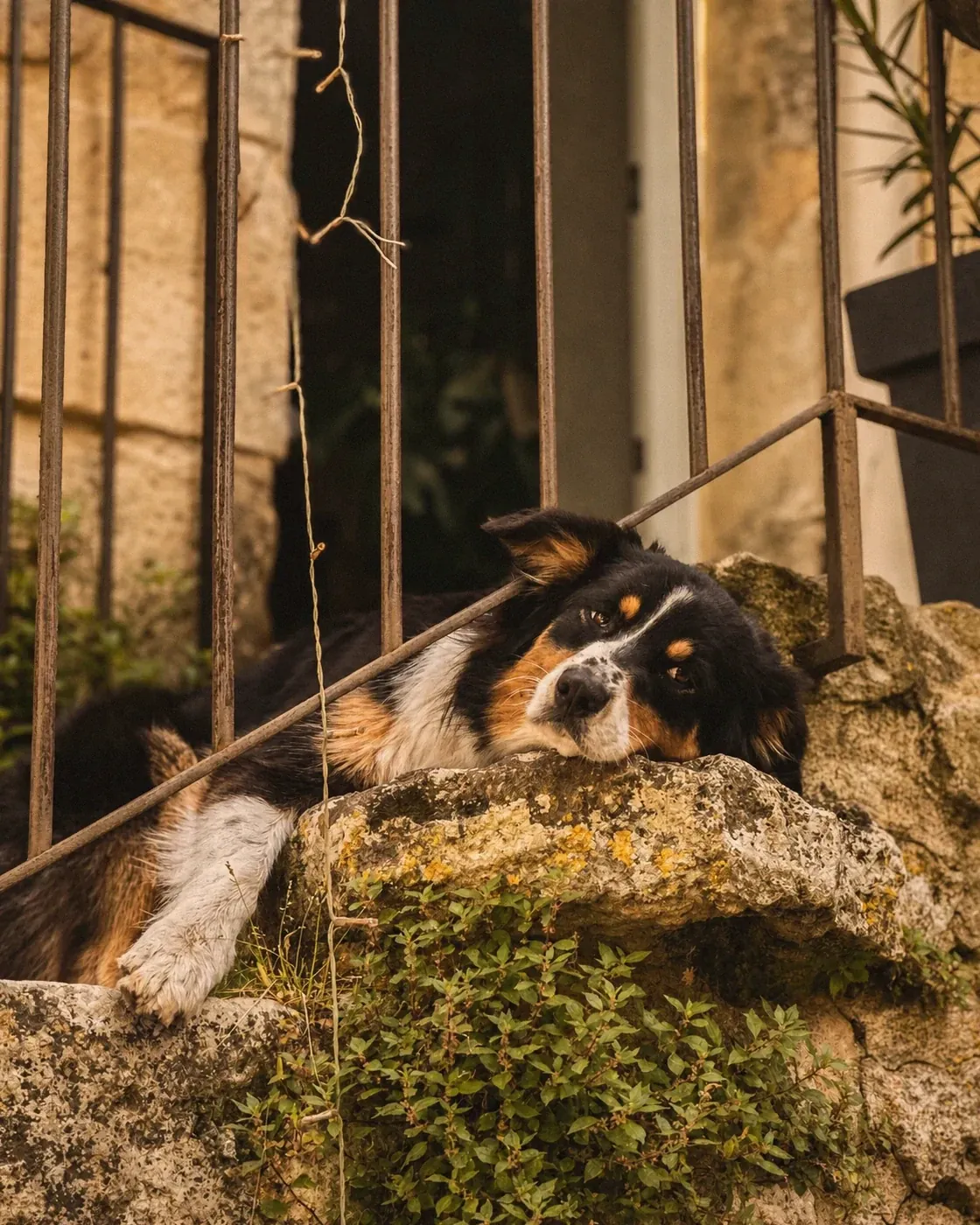 Le chien de la maison sur le muret de pierre, dans le parc des Buisses.