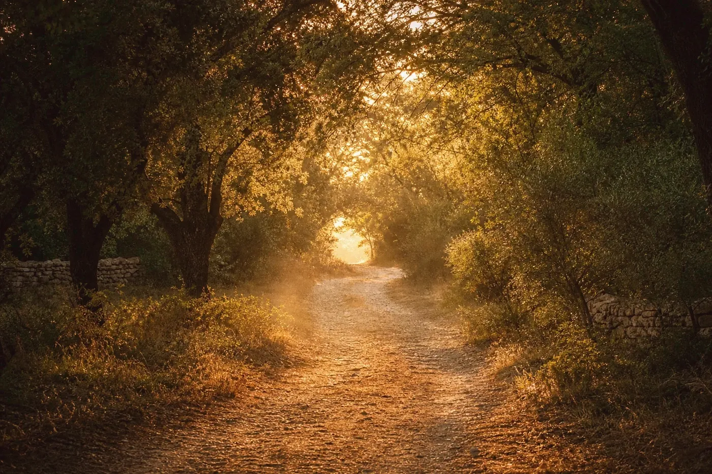 Le chemin bordé de verdure qui mène au mas des Buisses.